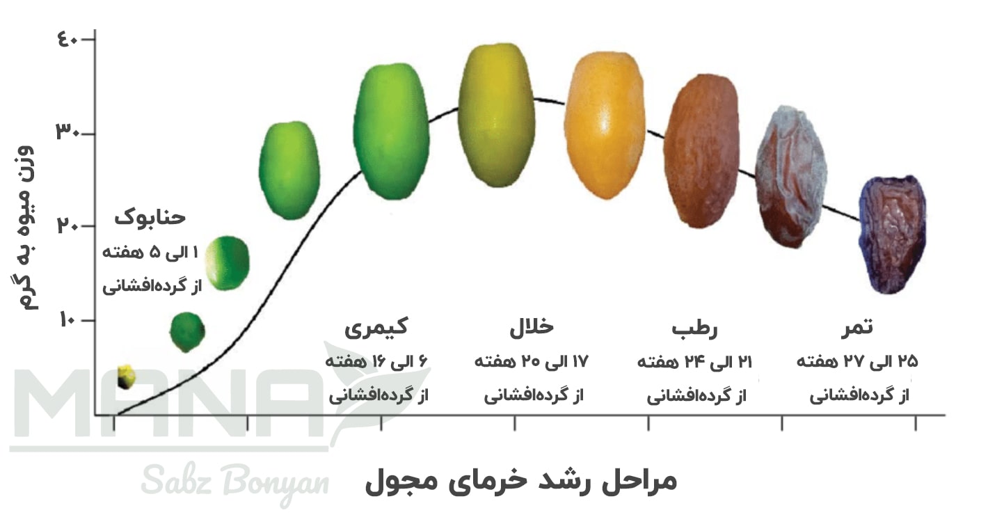 مراحل رشد حرما