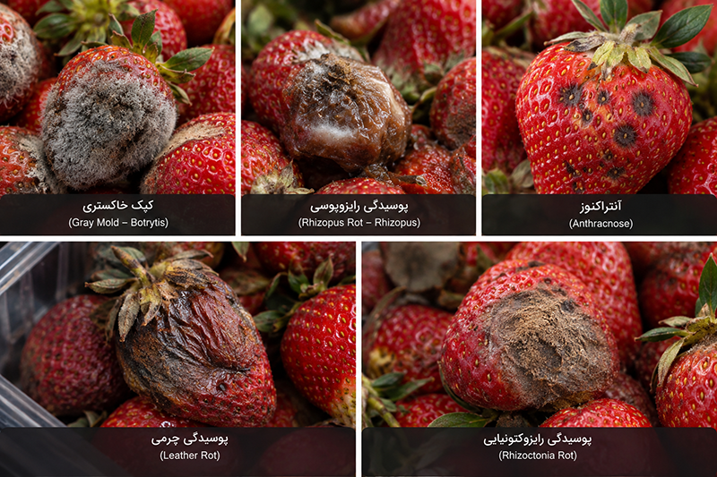 نگهداری توتفرنگی در سردخانه